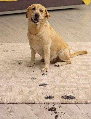 We can help clean up pet messes big and small!