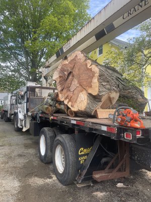 Removing a trunk