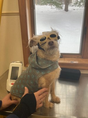 Rocking the doggles so we can safely use our therapeutic laser.