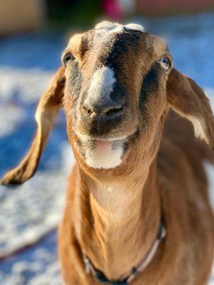 Black Dawg Farm and Sanctuary