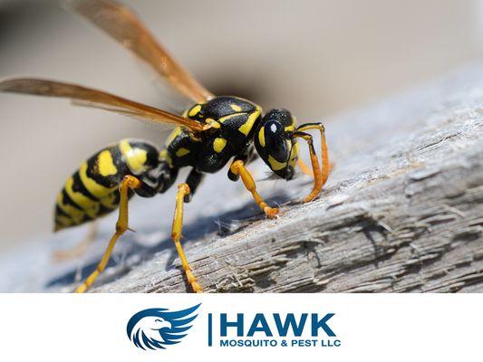 Hawk Mosquito & Pest