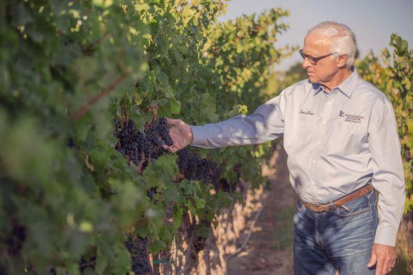 Louis Lucas, master grape grower, makes growing the world's best wine grapes look simple.