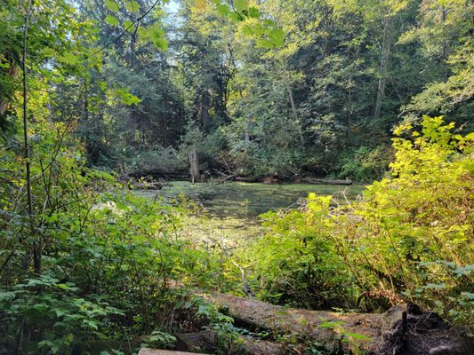 Pond overlook bench- nice view!