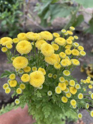 Yellow feverfew