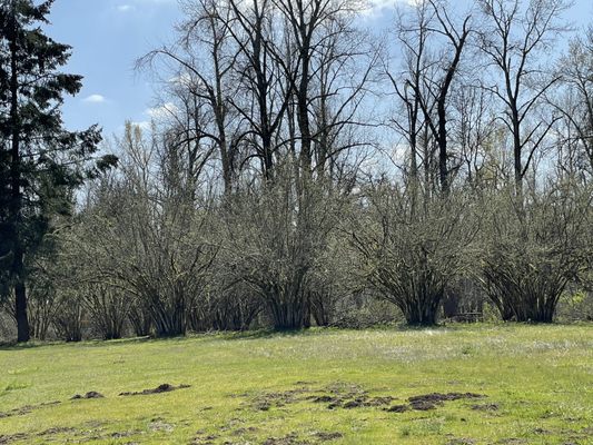 Willamette Mission State Park