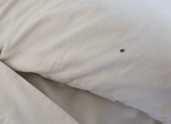 A confused bat bug on the bed. We were never bitten, and I know I respond to the bites.