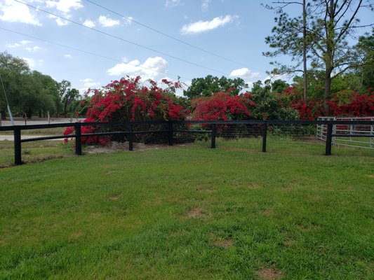 Red Brand no climb horse fencing with Top Rail Painted Black