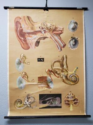 Ear Anatomy Chart #AHAC #audiology #ears #hearing