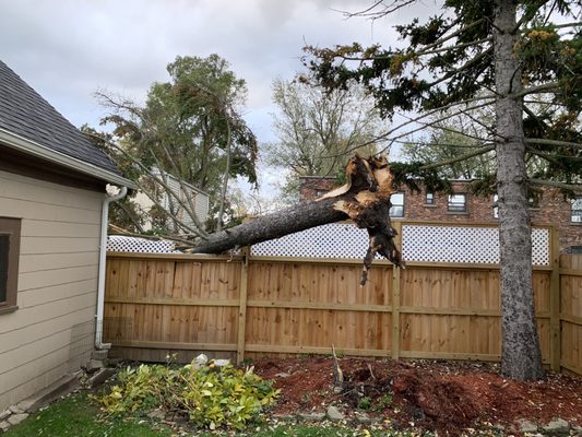 Mays Tree and Stump