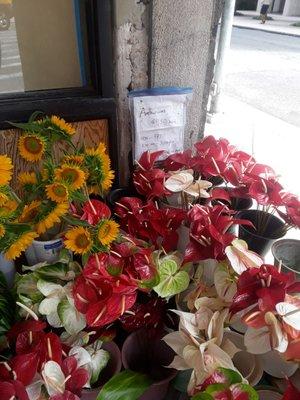 Kind, older gentleman sells his flowers here.