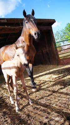 Front Range Equine and Livestock