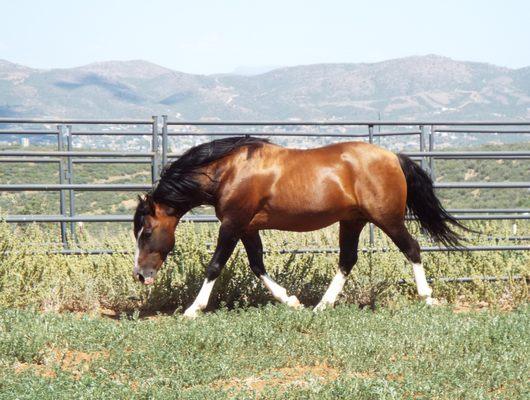 Recuerdo imported Chilean horse