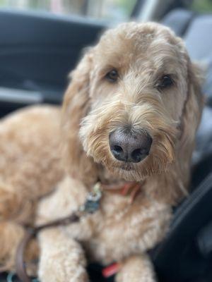 Looking good after her grooming!