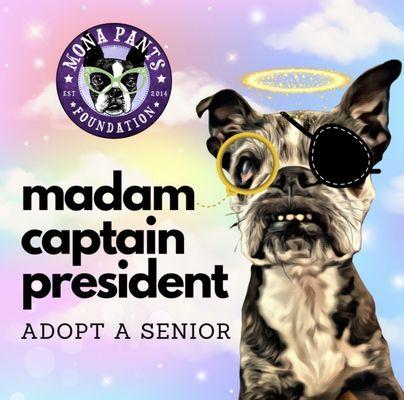 You can adopt a Senior Dog through Mona Pants Foundation!