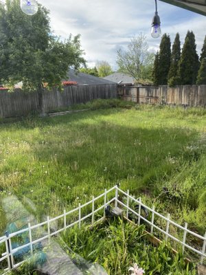 Back yard before.