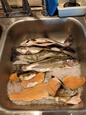 Trout after returning home, prior to cooking.