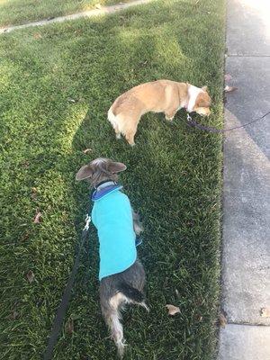 Gertie & Cassidy sniffing around the park!