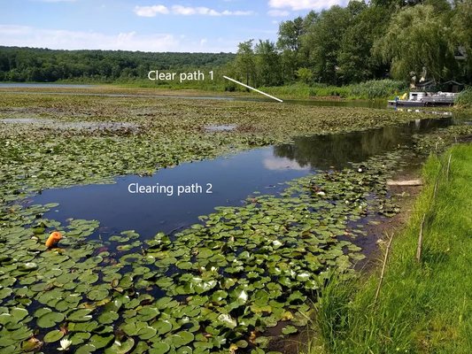 Lilypad infestation.  The clear area has Lake Bottom Blankets installed giving an instant pathway free of invasive weeds.