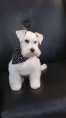 Schnauzer groom