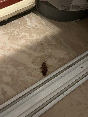 Cockroach