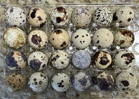 Quail eggs