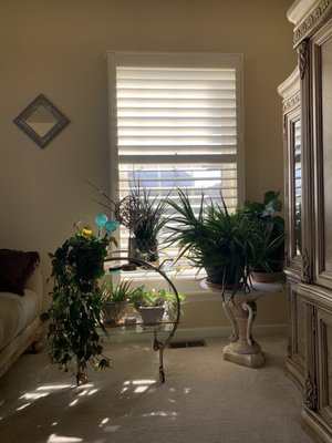 Blinds Plus