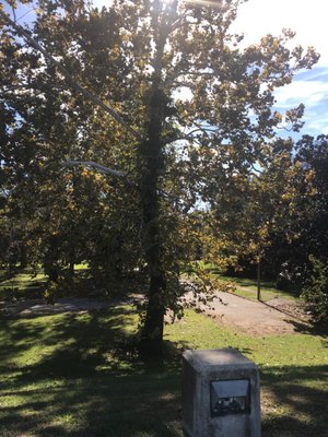 Huge beautiful old tree along the paved trail