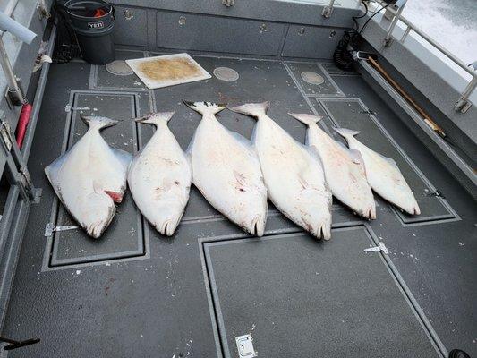 Halibut catch