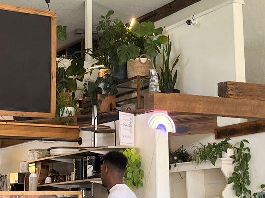 Plants up high over the kitchen and counter