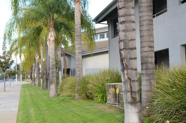 Sanctuary with palm trees.