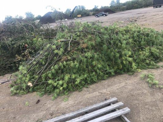 Dropped a huge pine tree off the trailer.  No issues - very pleasant to work with on the phone and in person.