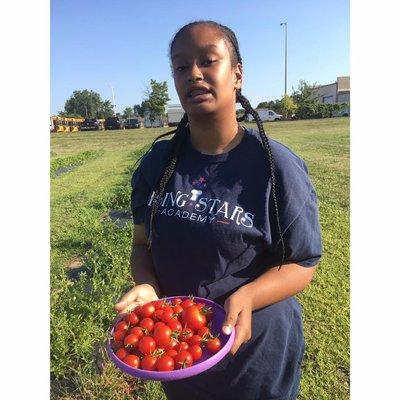 Harvesting Tomatoes from our 4 acre garden.