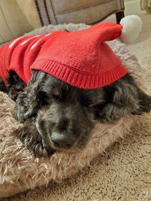 Sam our 12yr old cocker spaniel at Christmas