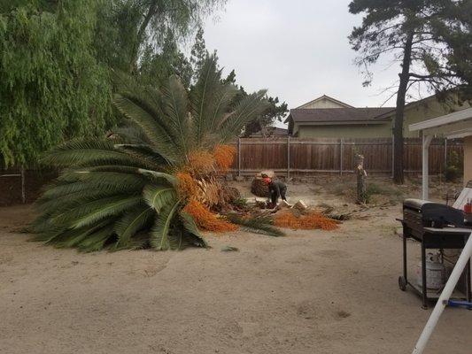 Palm tree down.  All days work.  But no more rats for me.  About 30 feet high.