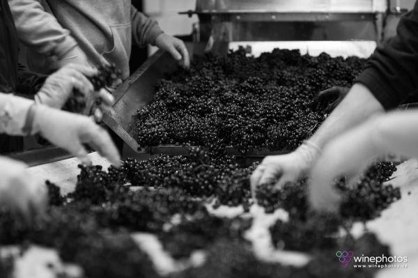 Hand sorting Angela Estate pinot noir