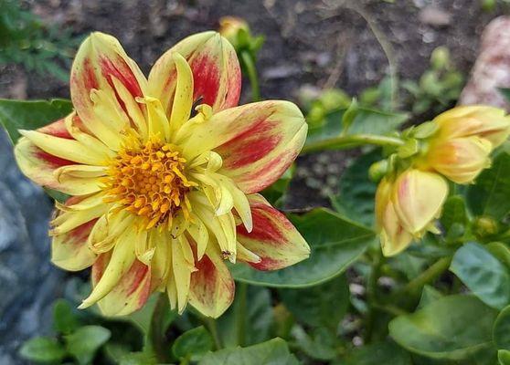 Dahlia - leave plenty of room for these beauties to grow!