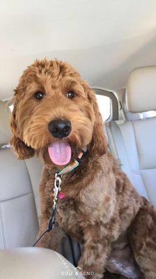 Happy Goldendoodle!