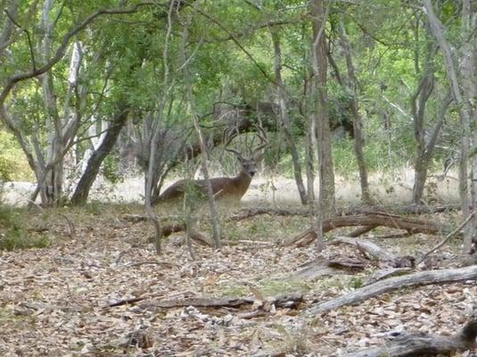 finally got a pic of the buck who lives here!