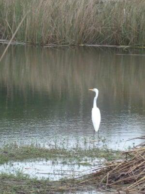 11/27/2015: Yet another great white egret also stalking ducks.  Wonder if it's the same one that tried to get a Mueller duckling.