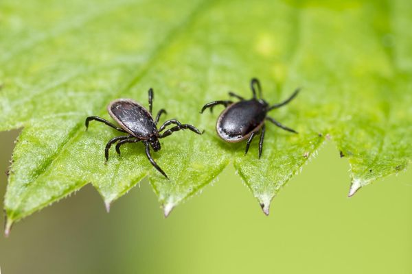 Pilgrim Tick & Mosquito Control