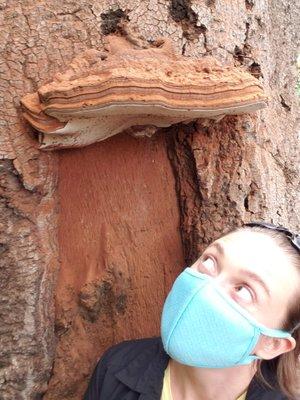 Massive ganoderma conk about 6 feet above grade on a coast live oak