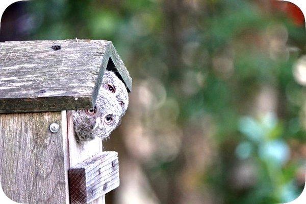 My 2020 Screech owls. Pretty cute.