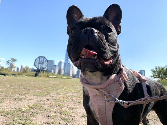 Heibao loves his weekly walks!