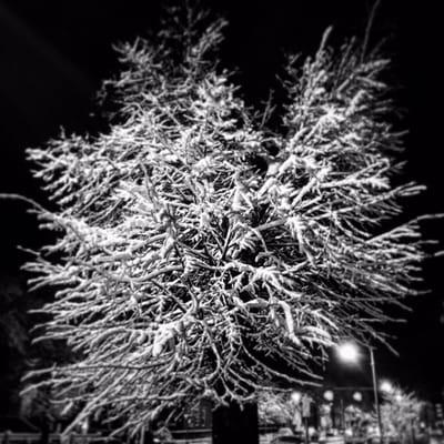 Snow covered tree on Bennington Street - Winter 2015/2016