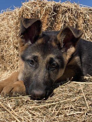 Learning to pose on the hay stacks