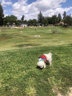 Kenny loved sniffing around the dog park 05/05/24