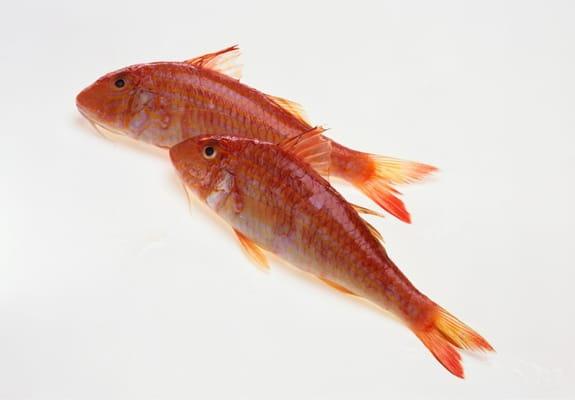 Red Mullet also know as Rouget is an incredible tasting and highly prized fish haling from the Mediterranean!