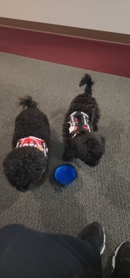 Our excellently mannered service dogs