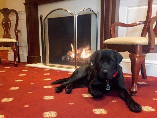 Our Therapy Dog Scout Lesko welcomes families and their guests