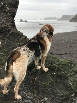 Dayzee off leash at the beach